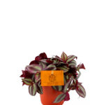 Tradescantia Zebrina - Planta de Interior Colgante