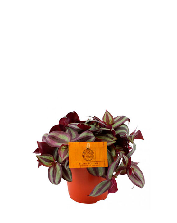 Tradescantia Zebrina - Planta de Interior Colgante