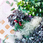 Tradescantia Zebrina detalle