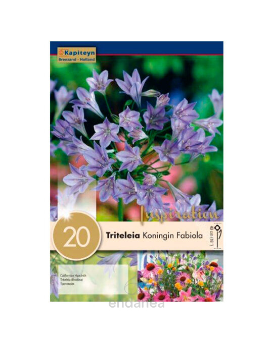 triteleia-koningin-fabiola-bulbo-primavera