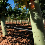 Tubo Protector de Árboles, Arbustos, Viñas