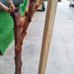 Tutor de Madera Cuadrado con Punta en Frutales