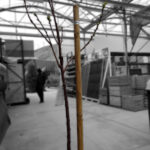 Tutor de Madera Redondo con Punta Frutal