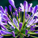 Agapanthus "Vinyastar" Flor