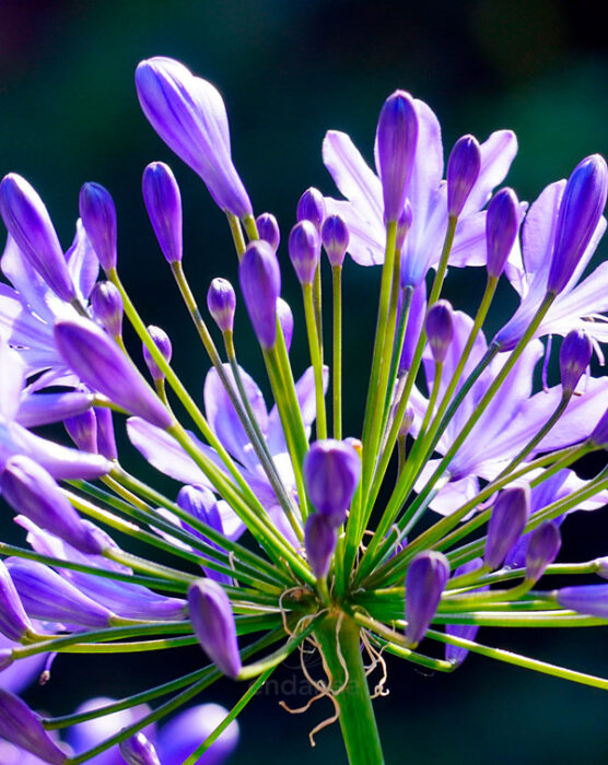 agapanthus-vinyastar-flores