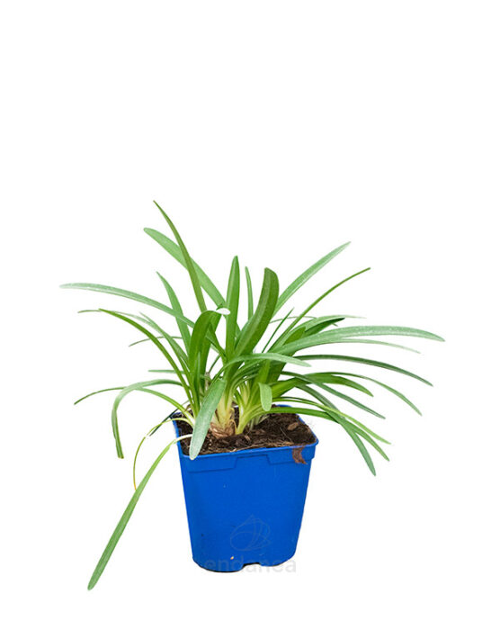 agapanthus-vinyastar-planta-de-exterior