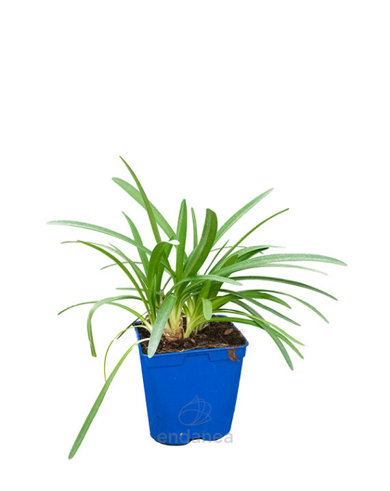 Agapanthus "Vinyastar"