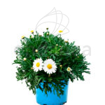 Argyranthemum Km0 Planta de Exterior