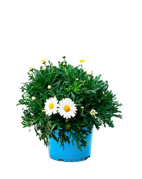 Argyranthemum Km0 Planta de Exterior