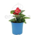 Begonia Dragon Wing Km0 Maceta de 13 cm Roja