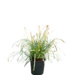 Carex Everest (Gramínea) Planta de Exterior Primavera Verano