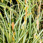 Carex Oshimensis "Evergold” (Gramínea) Follaje