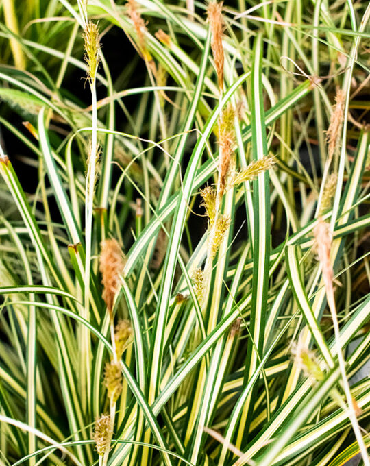 carex-oshimensis-evergold-graminea-follaje
