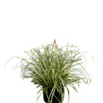 Carex Oshimensis "Evergold” (Gramínea) Planta de Exterior