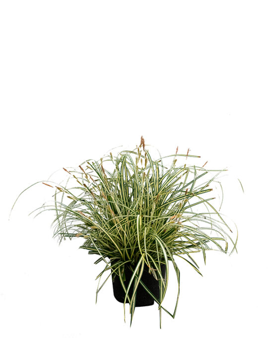 carex-oshimensis-evergold-graminea-planta-exterior