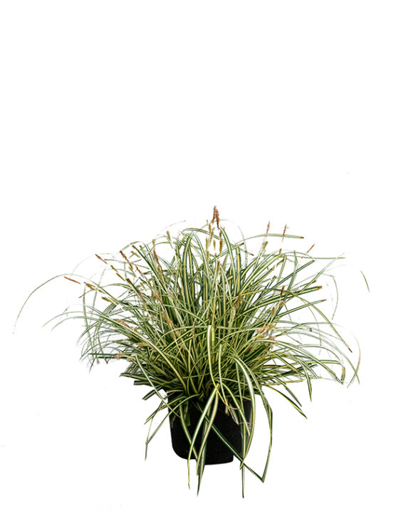 Carex Oshimensis "Evergold” (Gramínea) Planta de Exterior