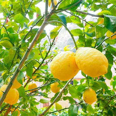 Curso sobre Cítricos en Endanea Garden