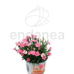 Dianthus Chinensis Plantas de Exterior