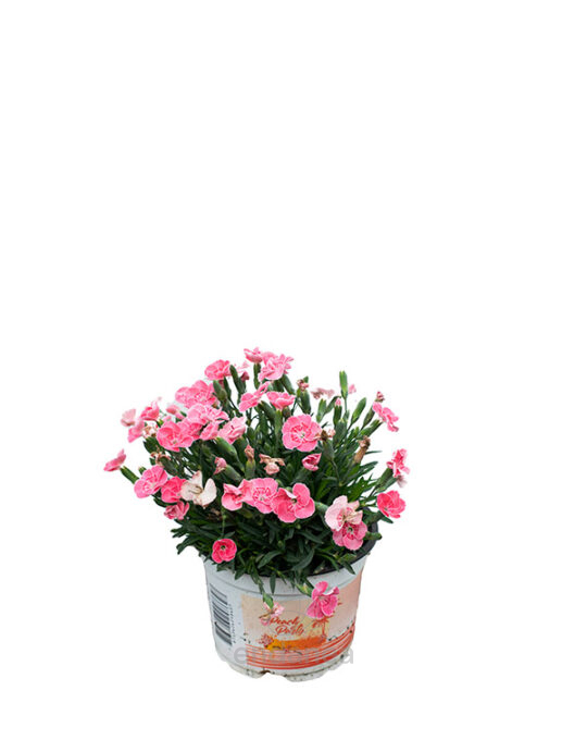 dianthus-chinensis-plantas-de-exterior
