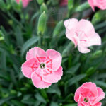 Dianthus Chinensis Plantas de Exterior Flores