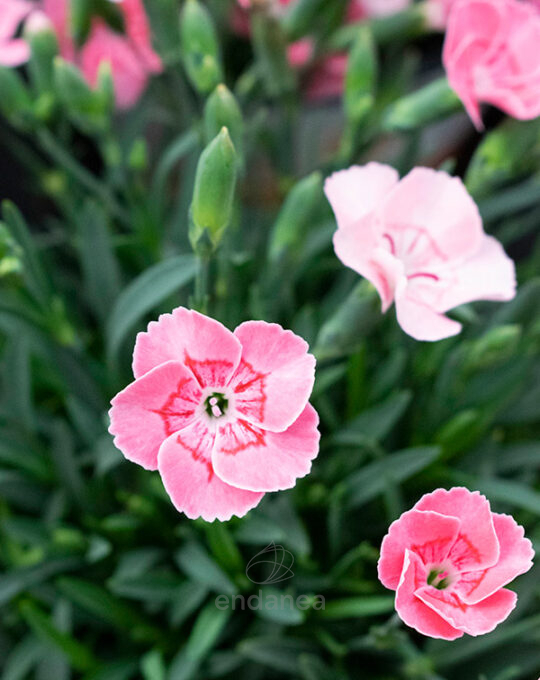 dianthus-chinensis-plantas-de-exterior-flores