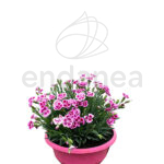 Dianthus Pink Kisses Planta de Exterior