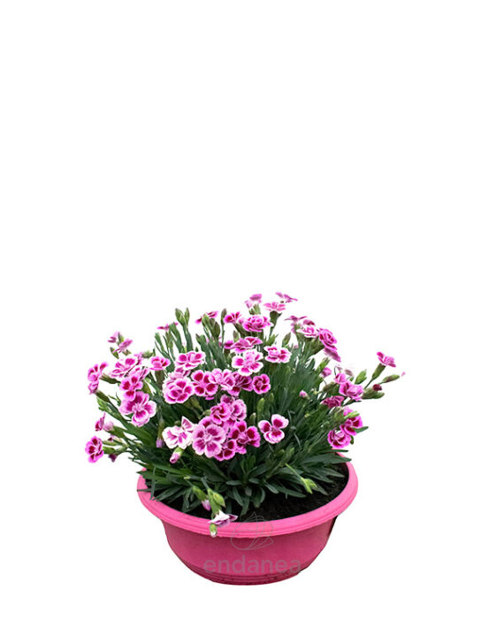Dianthus Pink Kisses Planta de Exterior