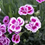 Dianthus Pink Kisses Planta de Exterior Flores