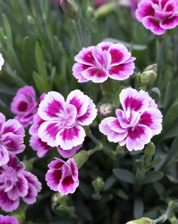 dianthus-pink-kisses-planta-de-exterior-flores