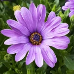 Dimorphoteca (Margarita del Cabo) Rosa