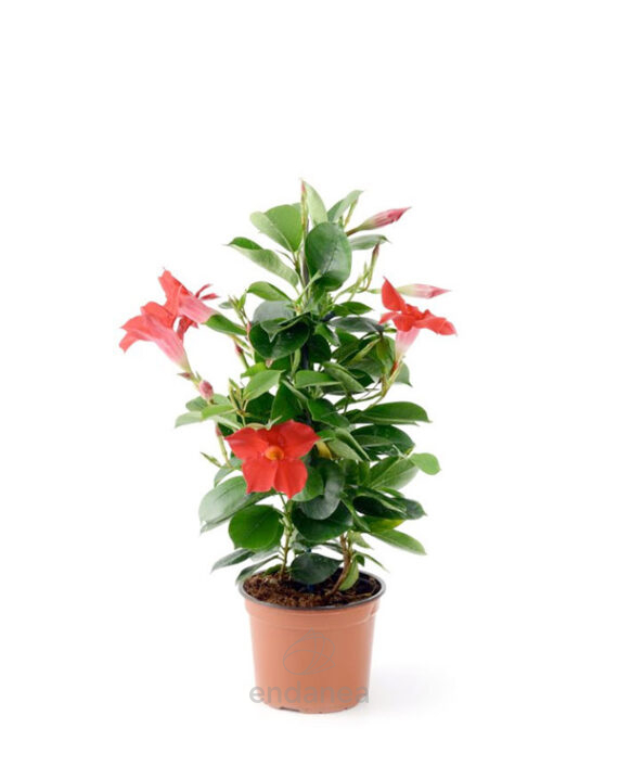 Dipladenia Arbustiva Planta de Exterior