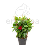 Dipladenia Espaldera Planta de Exterior