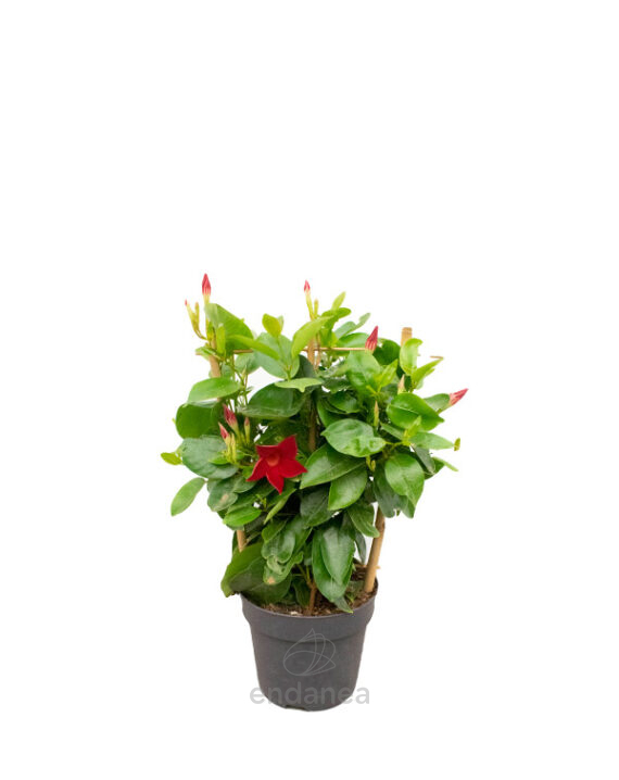 Dipladenia Espaldera Planta de Exterior