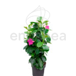 Dipladenia Pimamidal Planta de Exterior