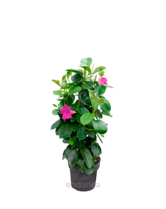 dipladenia-piramidal-rosa-planta-de-exterior