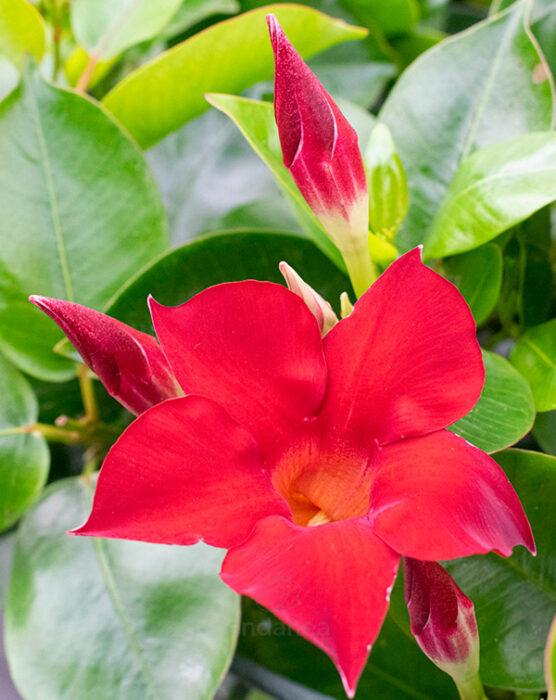 dipladenia-planta-de-exterior-rojo