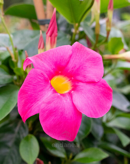 dipladenia-planta-de-exterior-rosa