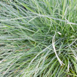 Festuca Glauca Intense Blue (Gramínea) Planta de Exterior Follaje