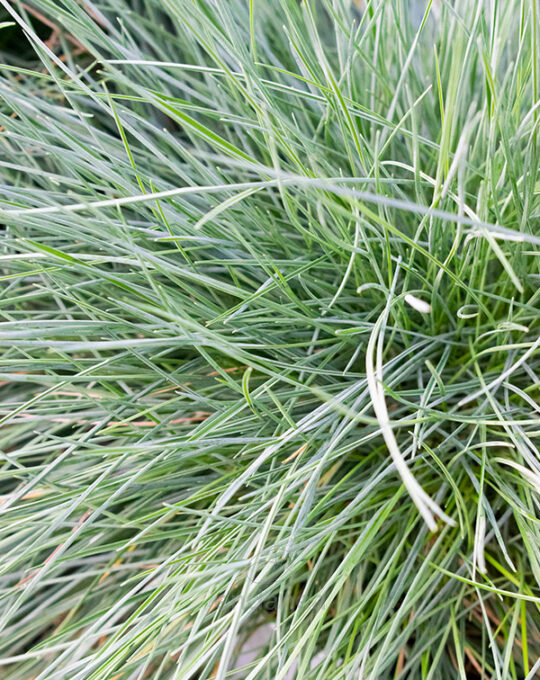 festuca-glauca-intense-blue-follaje