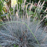 Festuca Glauca Intense Blue (Gramínea) Planta de Exterior Follaje Azul