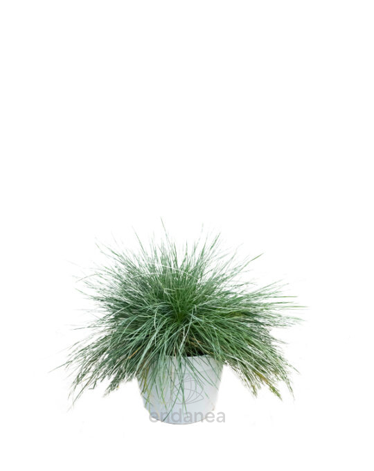 festuca-glauca-intense-blue-planta-de-exterior