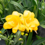 Freesia Planta de Exterior Pimavera-Verano Flores