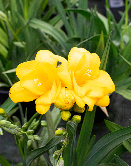 freesia-planta-de-exterior-flores