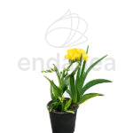 Freesia Planta de Exterior Pimavera-Verano
