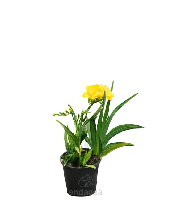 Freesia Planta de Exterior Pimavera-Verano