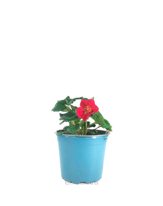 fresa-km0-planta-horticola-flor-roja