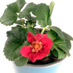 Fresa Km0 flor roja Plantas Hortícolas de Exterior
