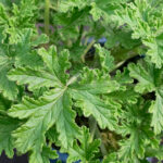 Geranio Aromático Km0 Planta de Exterior Hojas