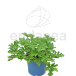 Geranio Aromático Km0 Planta de Exterior
