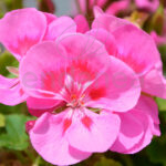 Geranio zonal Km0 Flor Rosa